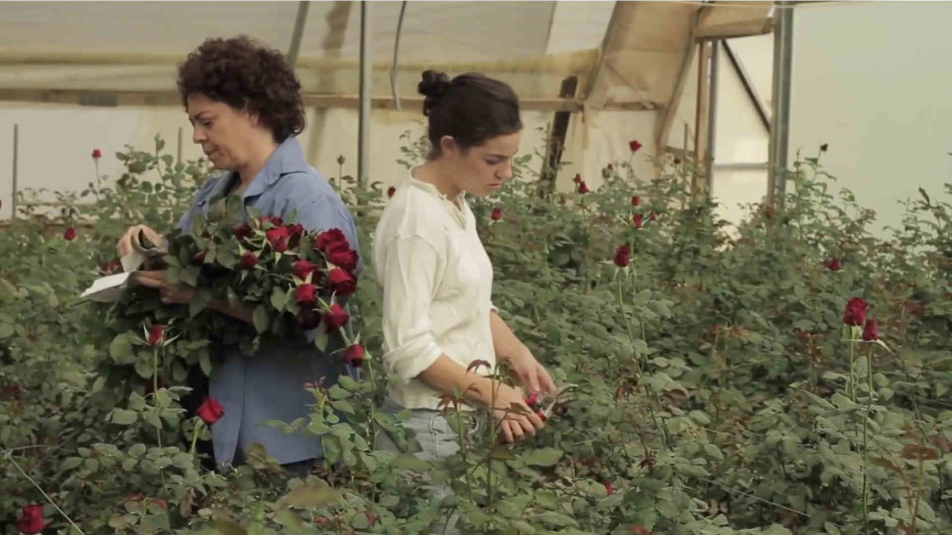 Watch Full Movie - Family Hothouse - Watch Trailer